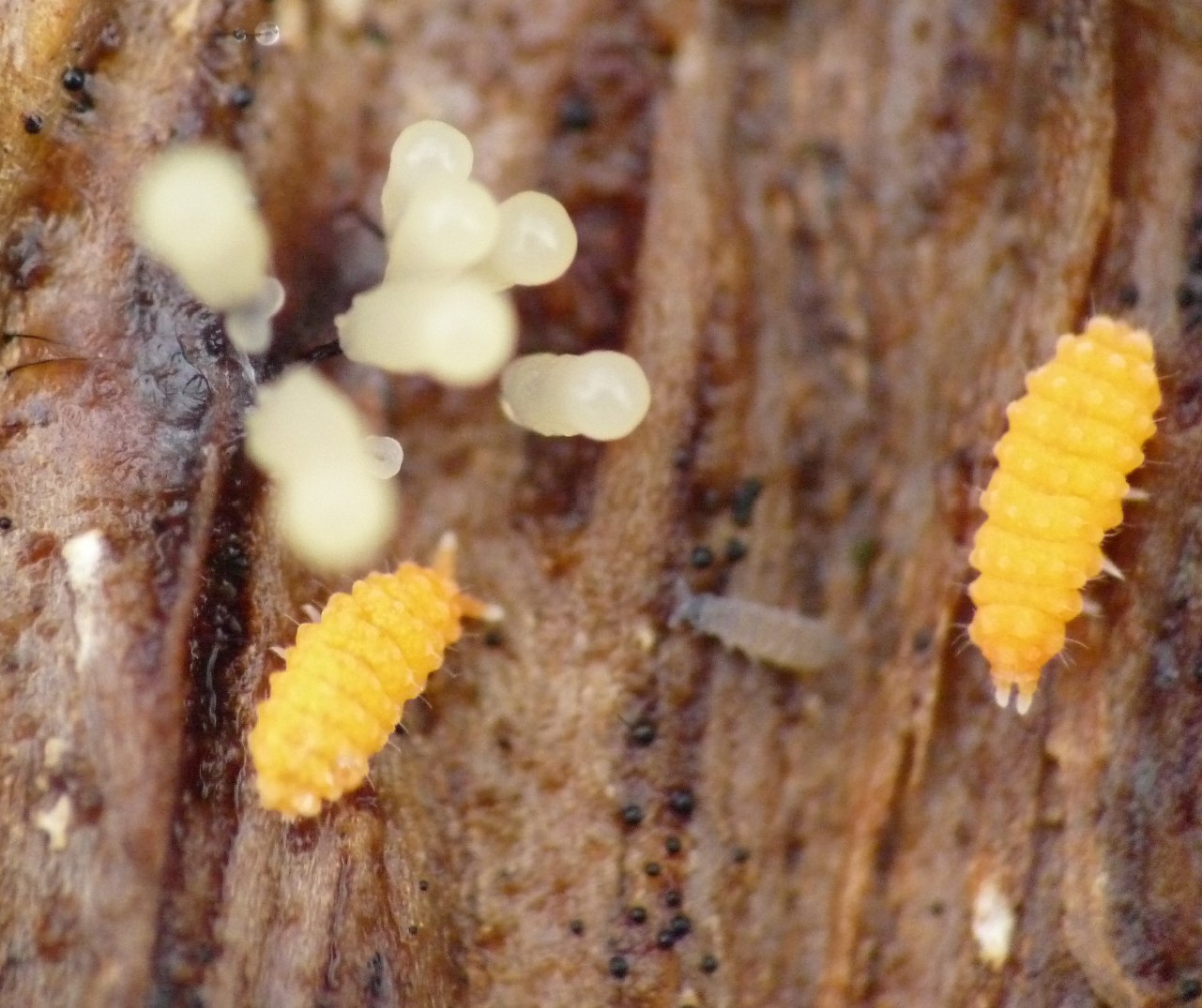 Bilobella aurantiaca (Caroli,1910)